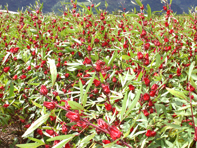 東台灣「紅寶石」 洛神花點亮紅火燭