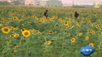 新市花海节 40公顷百花绽放