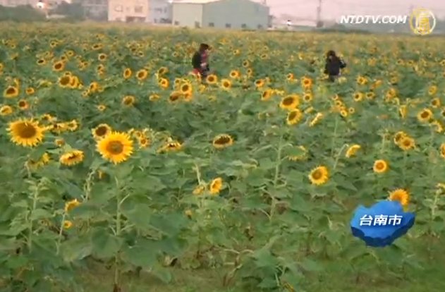 新市花海節 40公頃百花綻放