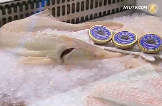 萬元魚子醬產地探秘