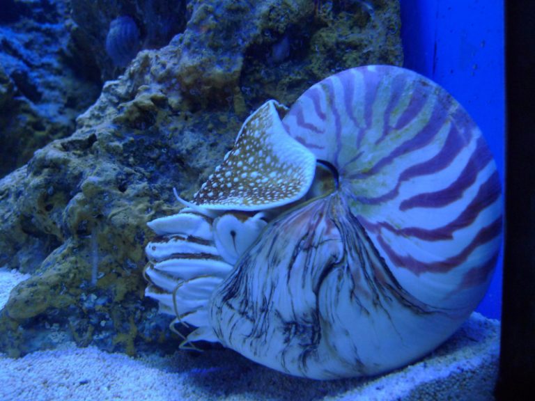 研究鸚鵡螺  海洋公園成功孵化