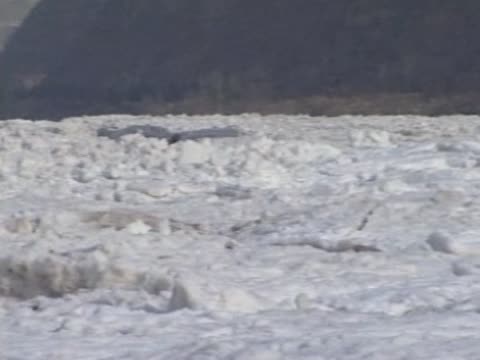 黃河在陝西境內冰封 瀑佈景點關閉