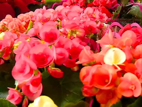 田尾花花世界 認識花草自然生態