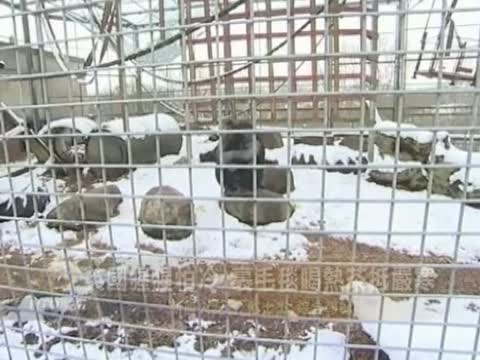 英國猩猩怕冷 裹毛毯喝熱茶抵嚴寒