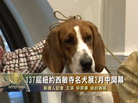 137屆紐約西敏寺名犬展2月中開幕
