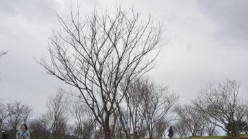 落難百年櫻花樹  台東搶救