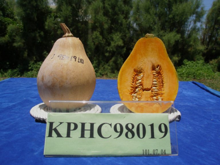 菊島之春蜜  2南瓜新品優勢力