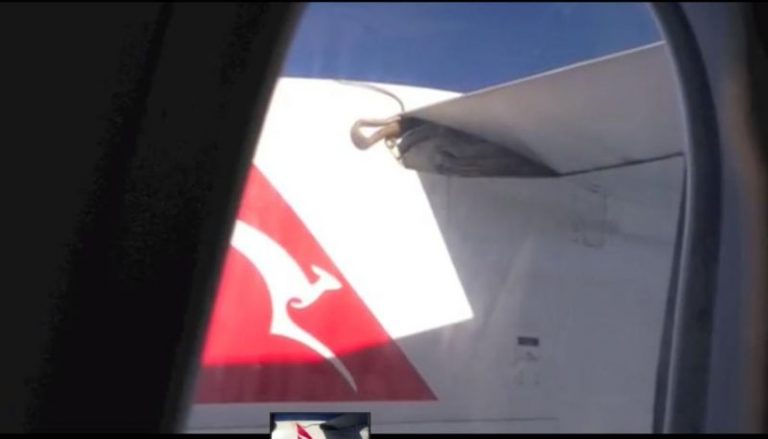 澳航旅客驚見9呎蟒蛇攀附機翼