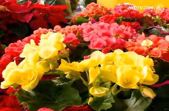 田尾花花世界 認識花草自然生態