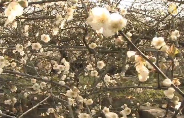 八十年梅树苍劲盘踞 水里老梅也新开