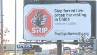 巨大制止中共活摘器官广告震撼卡城（视频）