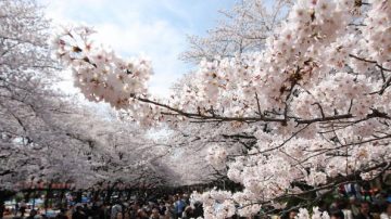 春來了 日公布櫻花開花預測