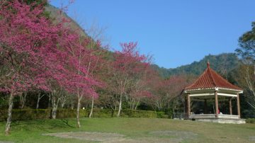 枫红谢幕  奥万大赏樱登场