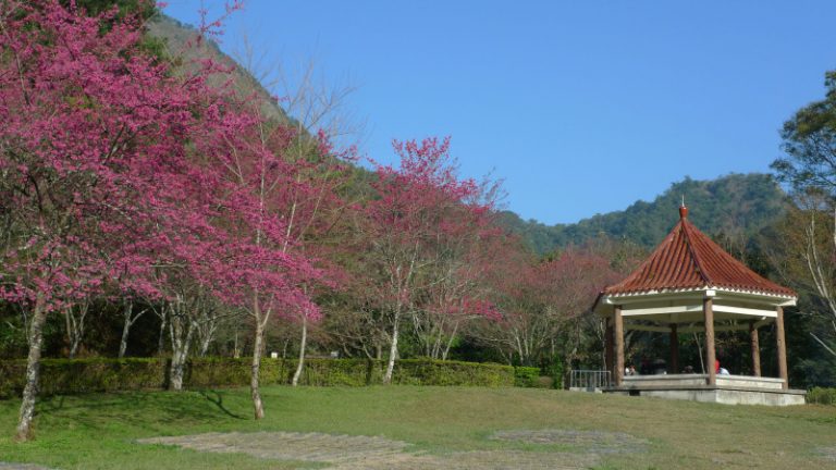 楓紅謝幕  奧萬大賞櫻登場