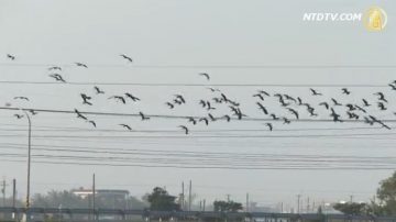 土豆鸟普查 小辫鸻云林过冬数量锐减