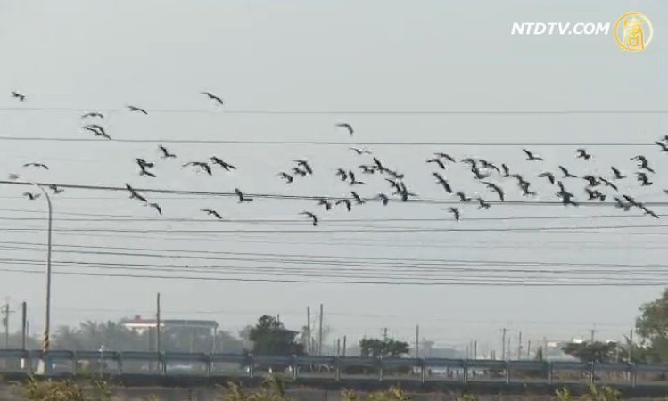 土豆鸟普查 小辫鸻云林过冬数量锐减