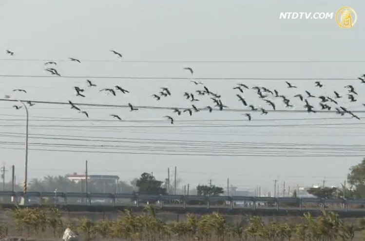 土豆鳥普查 小辮鴴雲林過冬數量銳減