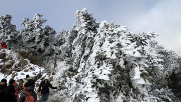 銀妝吸睛  合歡山間歇性飄雪