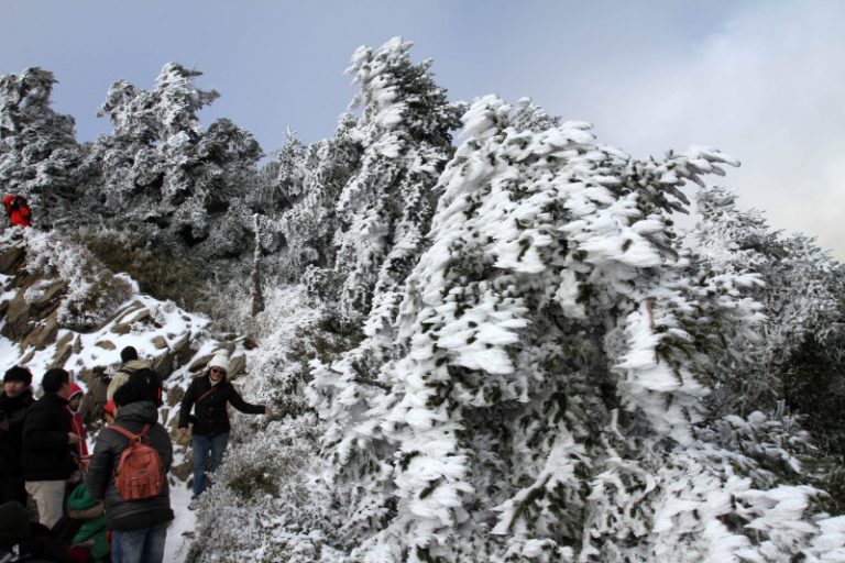 銀妝吸睛  合歡山間歇性飄雪