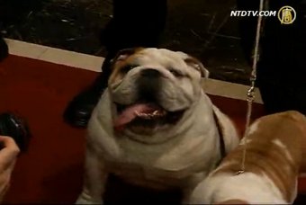 名狗排行 拉布拉多獵犬拔頭籌