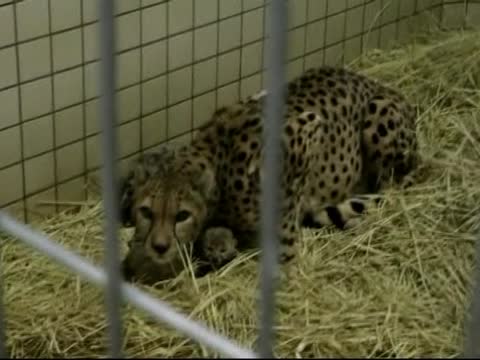 日本東京動物園 帝王獵豹幼崽亮相