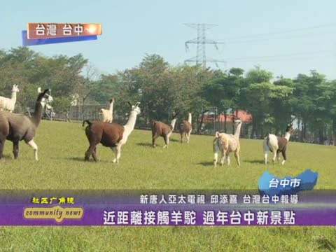 近距離接觸羊駝 過年臺中新景點
