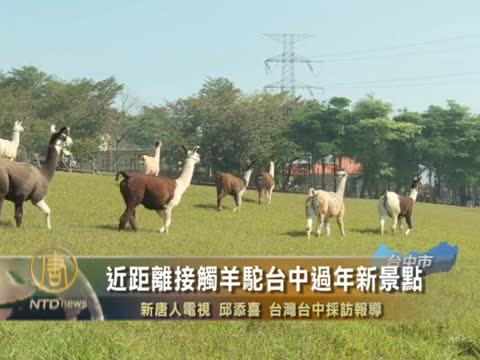 近距離接觸羊駝 臺中過年新景點