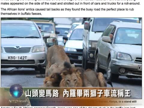 山頭變馬路 內羅畢兩獅子車流稱王