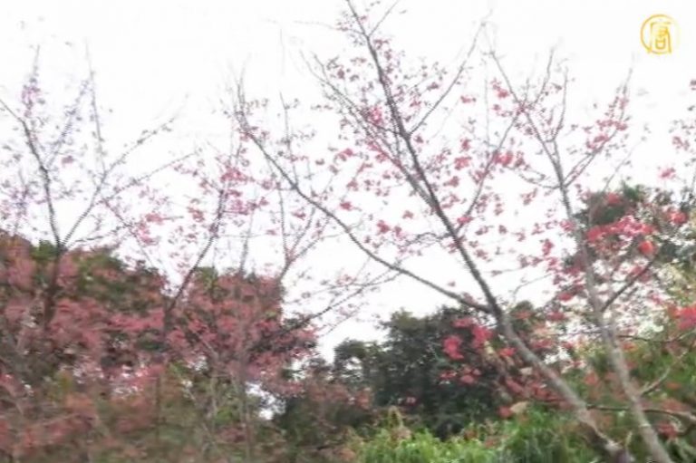 徜徉無盡山水 六龜溫泉之旅賞梅趣