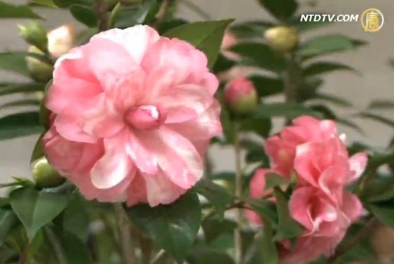 大溪賞茶花 過年知性之旅