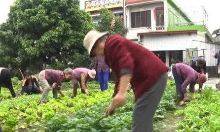 下廍社區開心農場 關懷長者愛分享