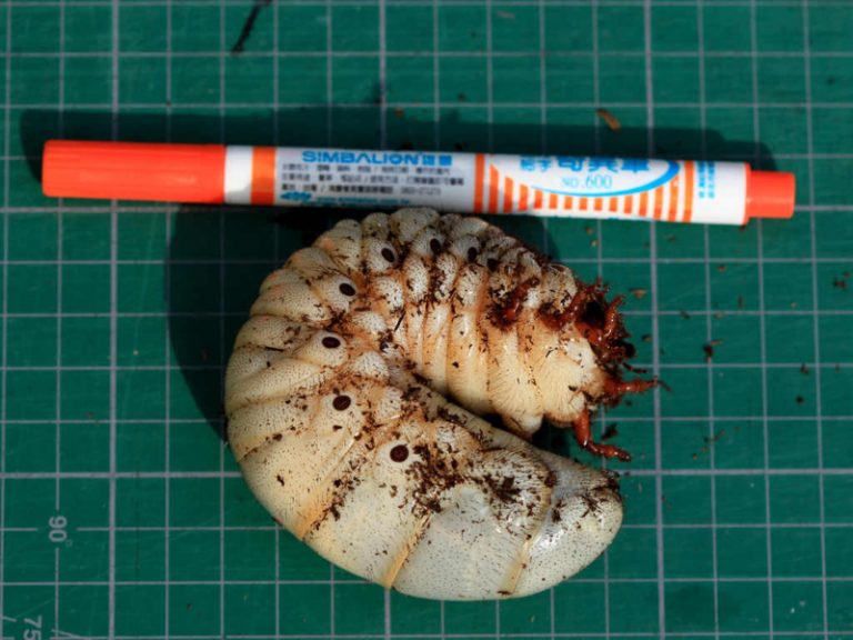 新年遊嘉大昆蟲館  觸摸雞母蟲