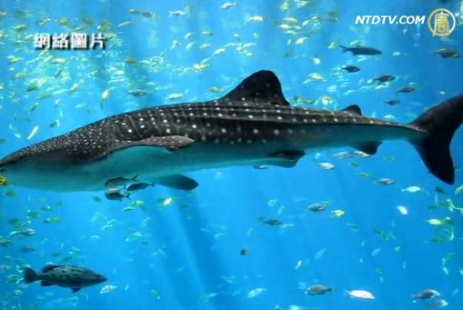 溫市水族館鯊魚餵養秀  對公眾開放