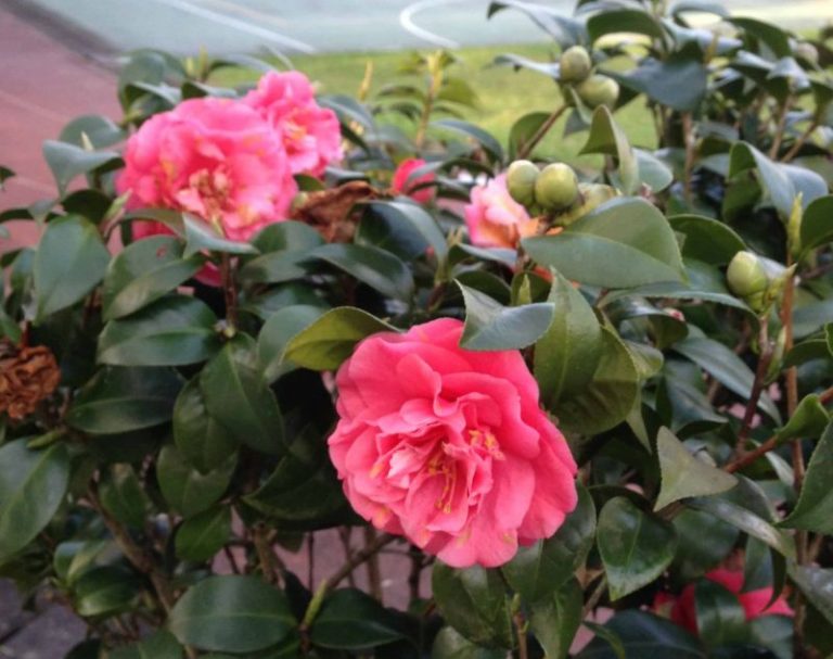 春遊坪林  茶花不輸牡丹