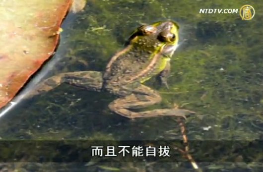 【禁言博客】我們早已是溫水中的青蛙