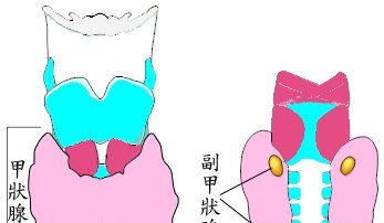 甲狀腺功能低下 當心肥胖上身