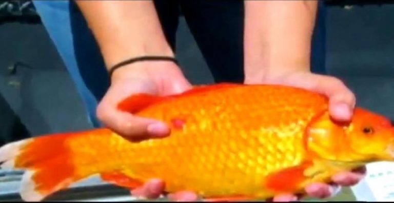 美塔霍湖發現超大金魚