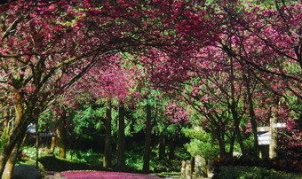 日月潭环湖路跑 首创结合游湖赏樱