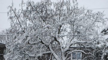 大风雪  多伦多上百班机取消