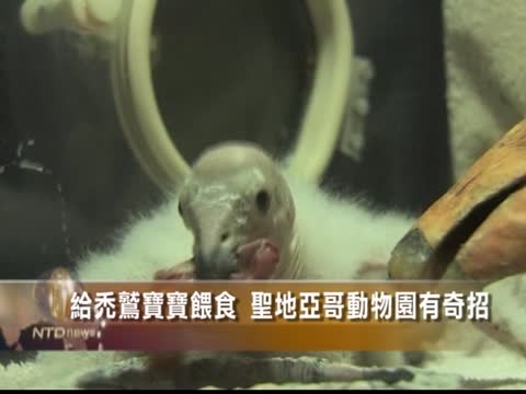 給禿鷲寶寶餵食 聖地亞哥動物園有奇招