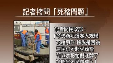 比漂流猪更劲爆的是‘死猪上餐桌’