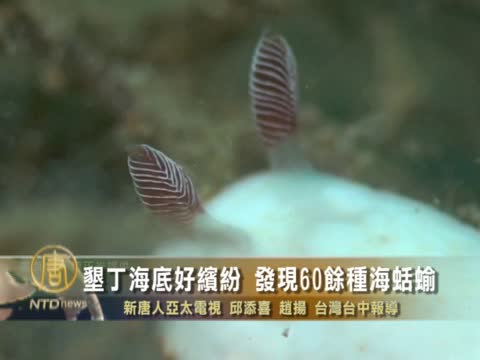 墾丁海底好繽紛 發現60餘種海蛞蝓