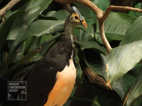 布朗士動物園孵化三只“馬里奧塚雉”