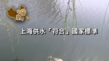 【中國搜奇】萬餘頭豬出水 專家指如泳池的蒼蠅