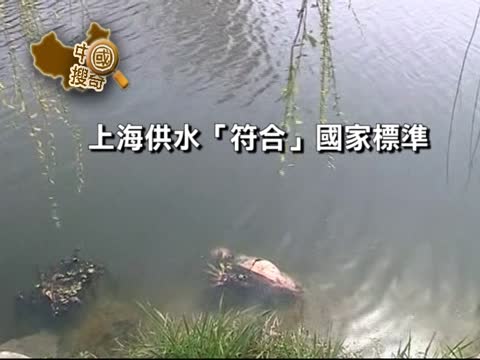 【中國搜奇】萬餘頭豬出水 專家指如泳池的蒼蠅