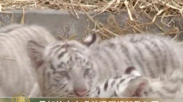 孟加拉小白虎首現阿根廷動物園