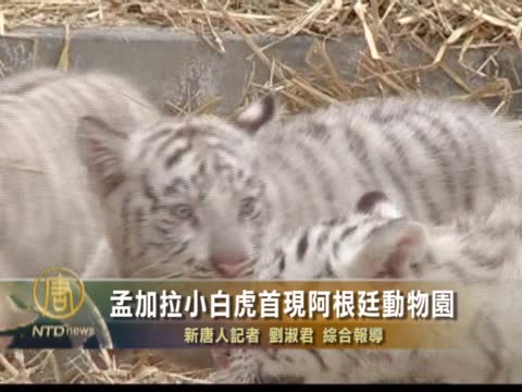 孟加拉小白虎首現阿根廷動物園