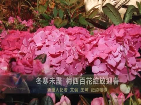 冬寒未盡  梅西百花綻放迎春