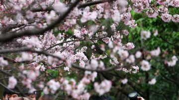 陽明山花季延長  遊園專車半價