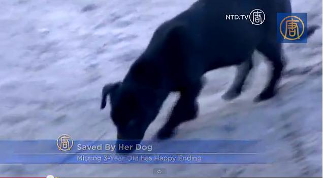 靈犬寒冬夜相伴 波蘭3歲女童幸獲救（視頻）